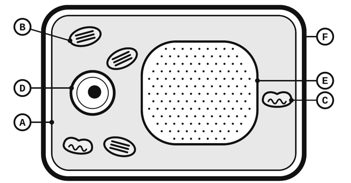 Vocabulary matching: cells and science words: teaching visual from the material