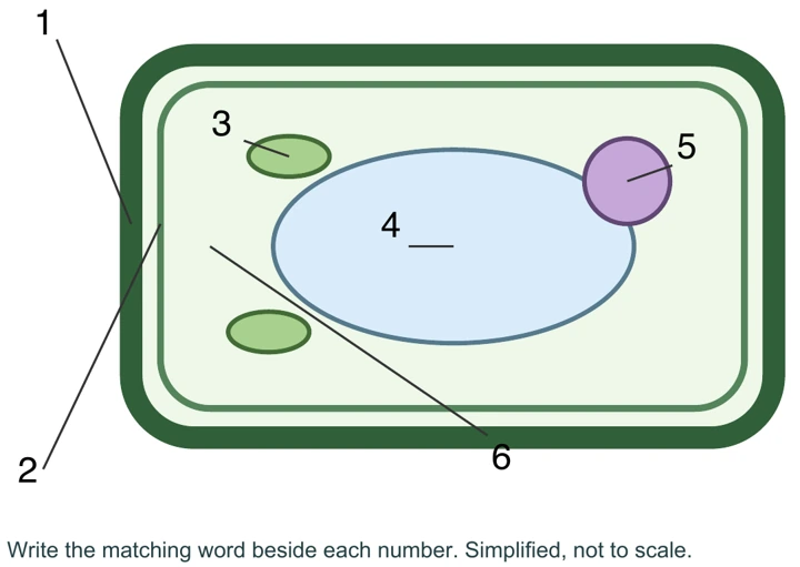 Plant cell: label the structures: teaching visual from the material